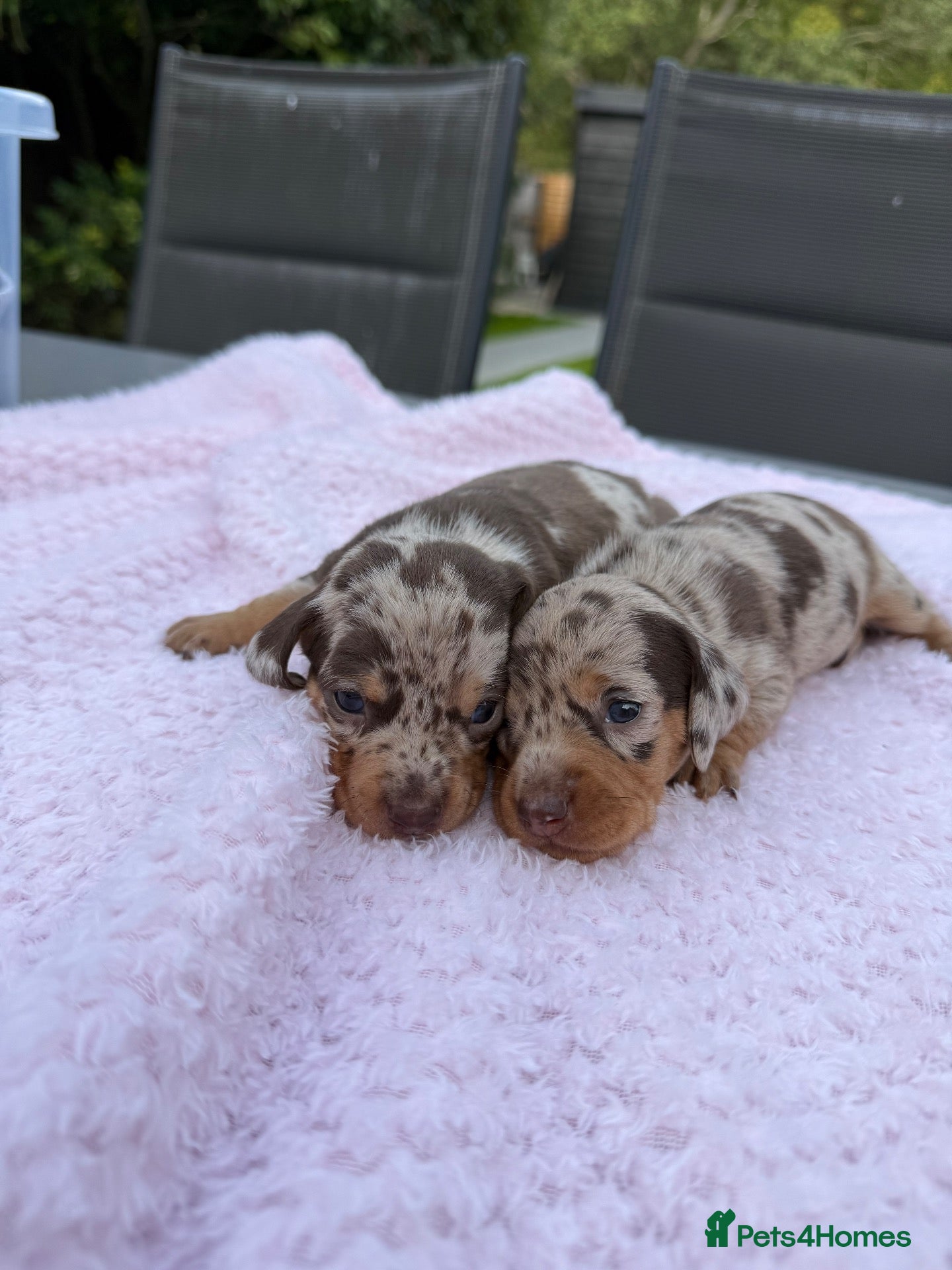 Miniature Dachshund dogs Kennel club Mini Dachshunds  - Advert 2
