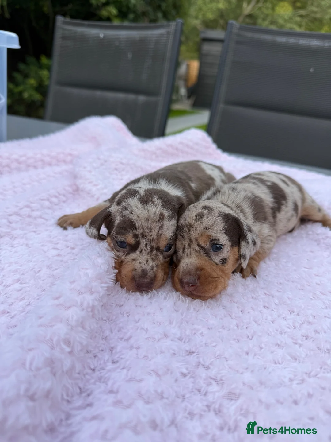 Miniature Dachshund dogs for sale: Kennel club Mini Dachshunds  - Advert 2
