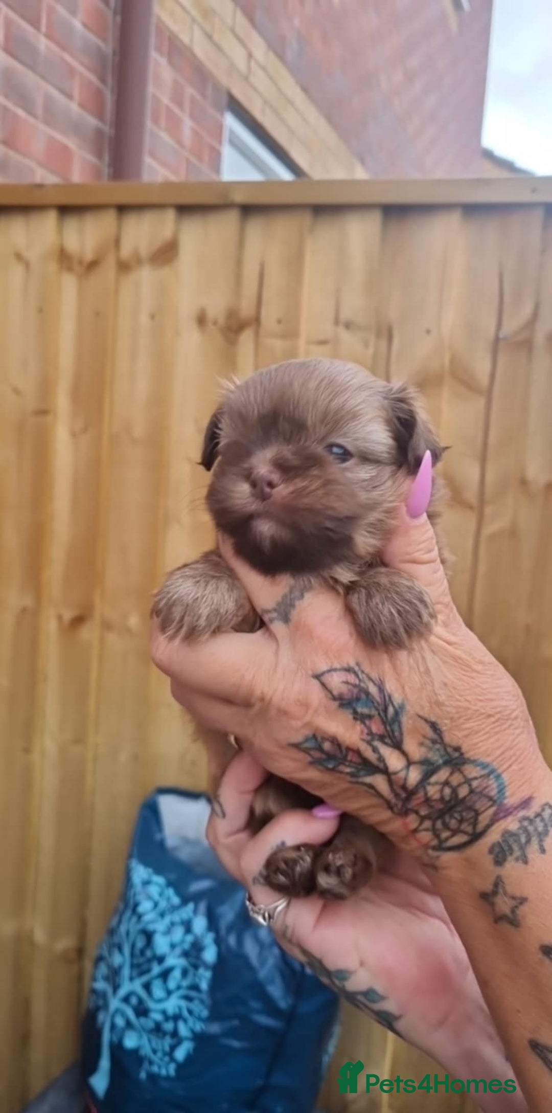 Mixed Breed dogs for sale: Pomtzu  - Image 2