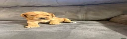 Cockapoo dogs for sale: Beautiful F1 Cockapoo Puppies  - Advert 9