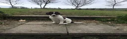 Mixed Breed dogs for sale: Sprollies - Advert 6