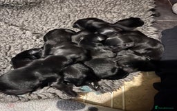 Flat coated Retriever dogs for sale: Flat Coated Retriever Puppies - Image 9