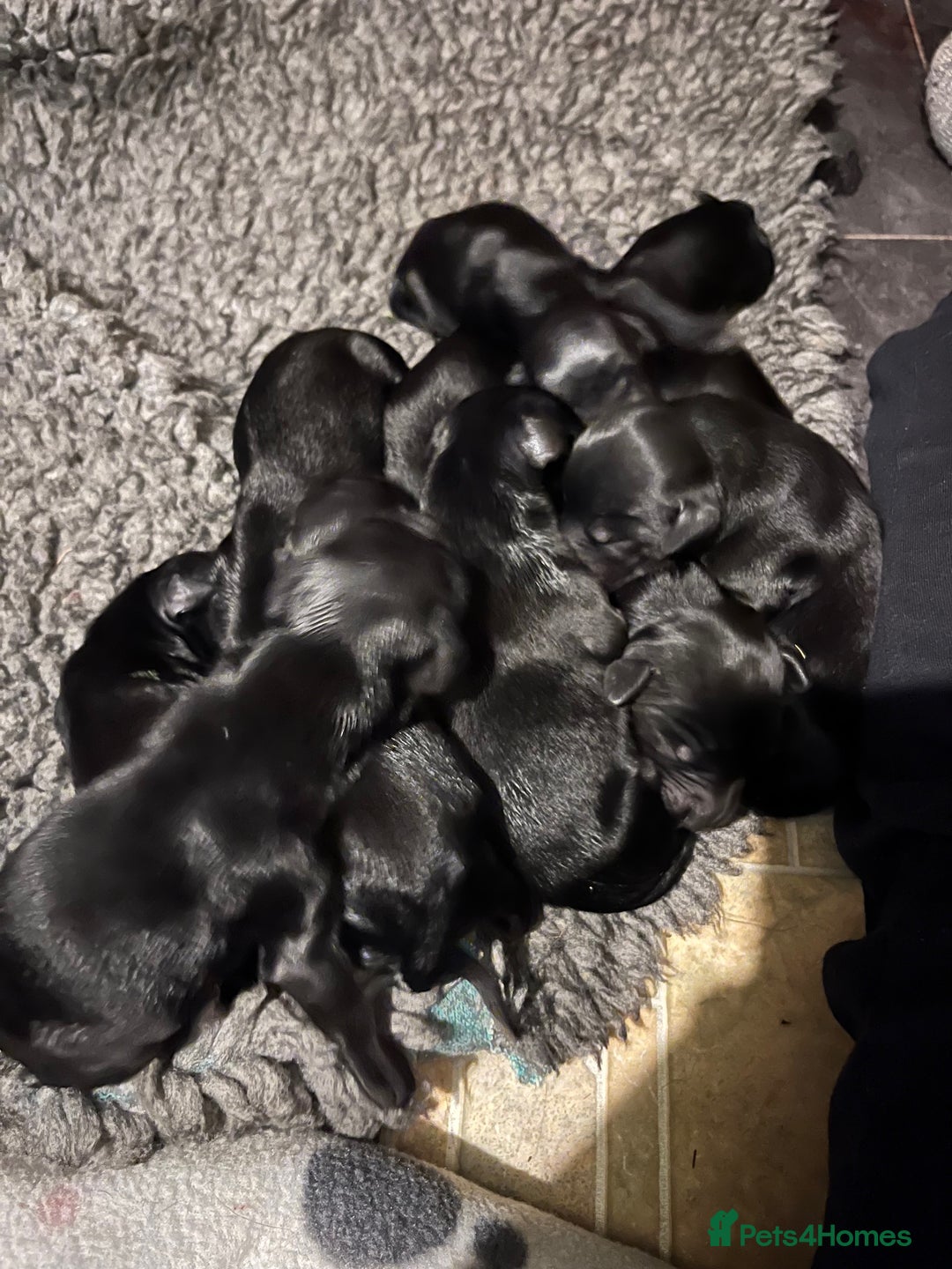 Flat coated Retriever dogs for sale: Flat Coated Retriever Puppies - Image 9