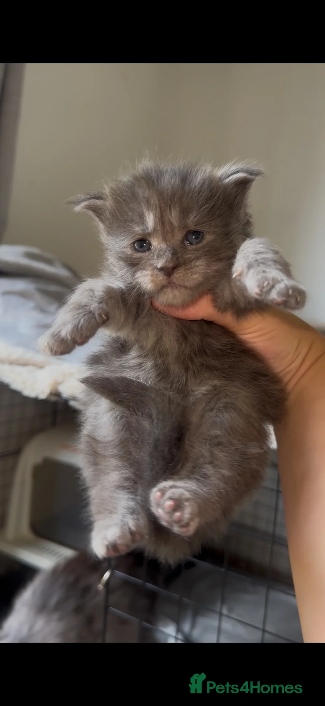 Maine Coon cats for sale: TICA Registered Maine Coon Kittens  - Advert 3
