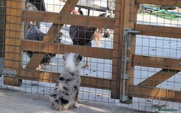 Border Collie dogs for sale: Border Collie sheepdog pups  - Image 4