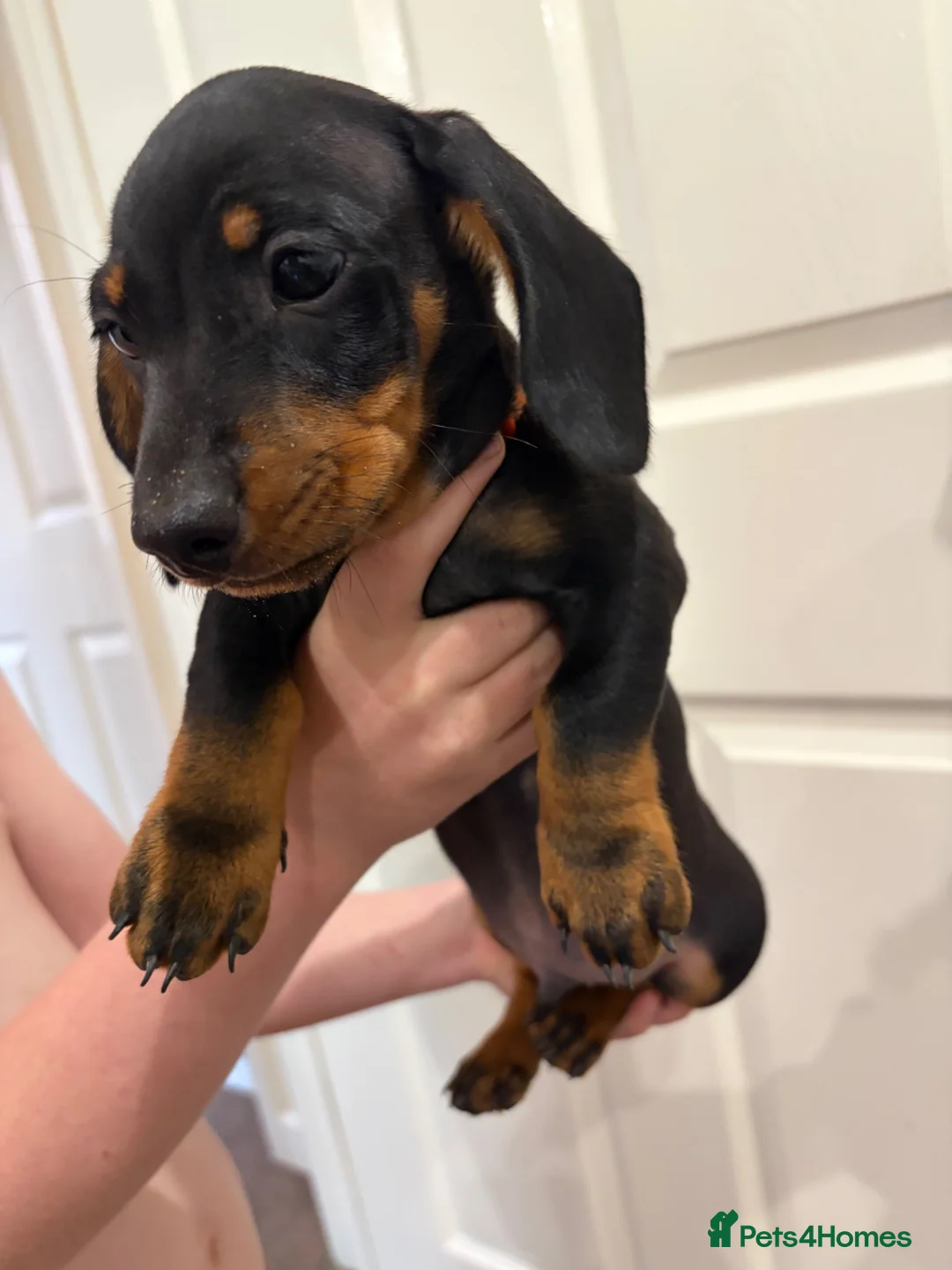 Dachshund dogs for sale: Male Dachshund puppy - Advert 1