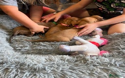 Dachshund dogs for sale: 🐾Little Dachshund Puppies🐾 - Image 6