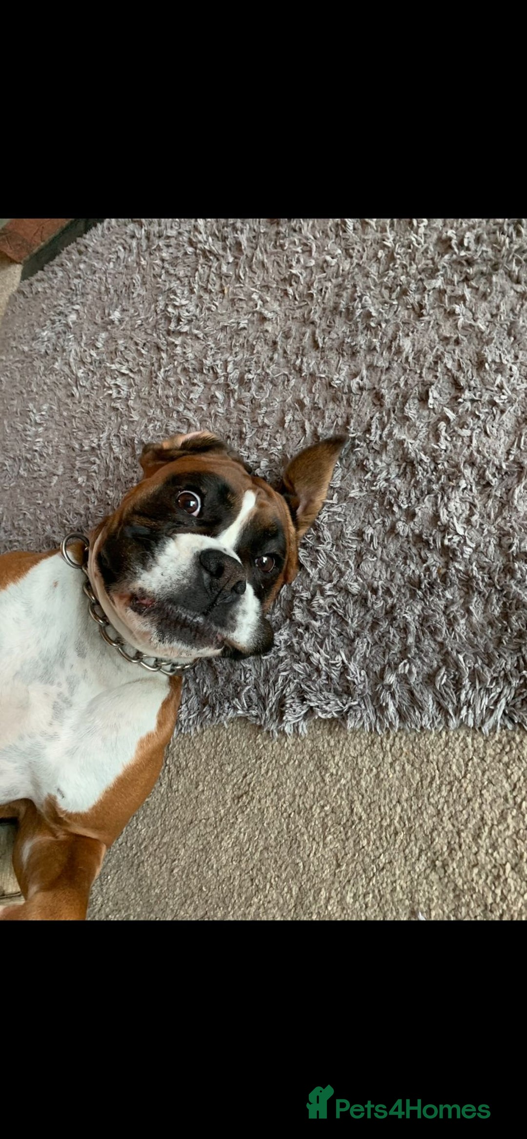 Boxer dogs for sale: Bonnie - Image 2
