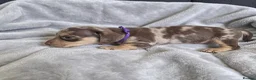 Miniature Dachshund dogs for sale: Miniature Dachshund Puppies - Advert 10