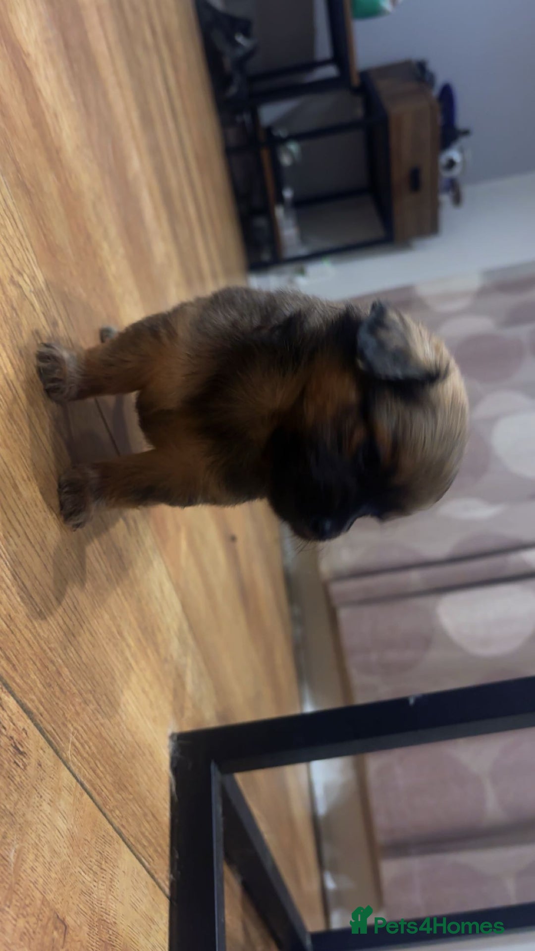 Chihuahua dogs for sale: MERLE CHIHUAHUAS 🐶 2 BOYS 1 GIRL STILL AVAILABLE - Advert 36