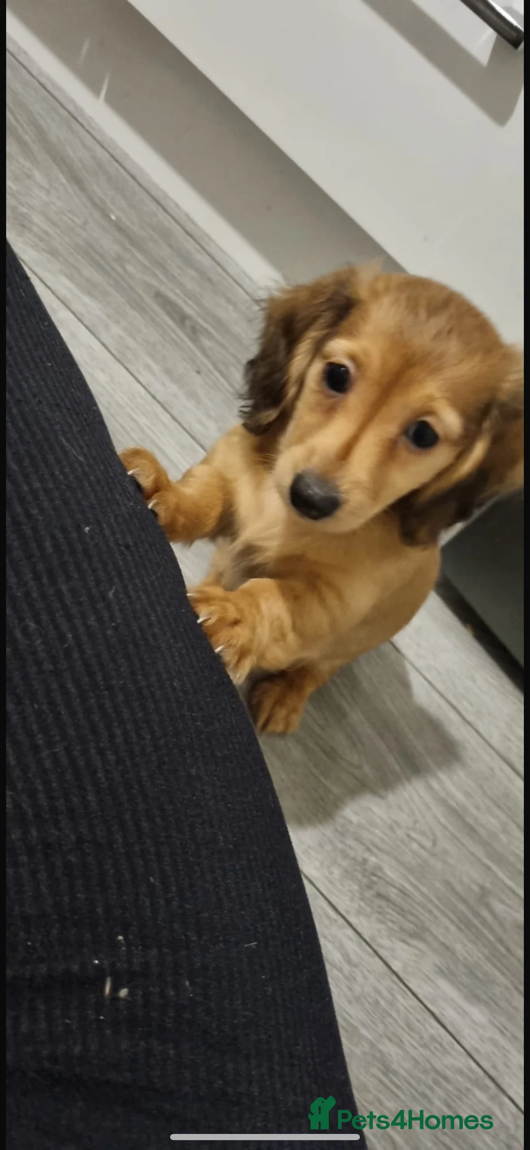 Miniature Dachshund dogs for stud: ee Cream Longhaired Miniature Dachshund for Stud in Helensburgh - Advert 14