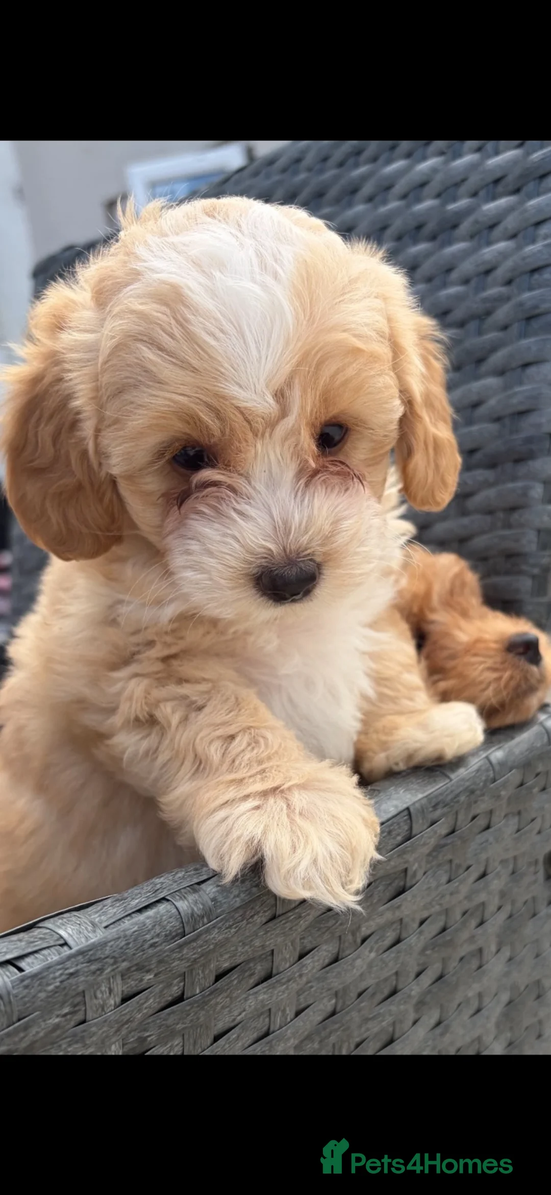Cockapoo dogs for sale: Cockapoo 13 weeks - Advert 5