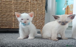 Siamese cats for sale: cuddliest boy ever is looking for home - Image 4