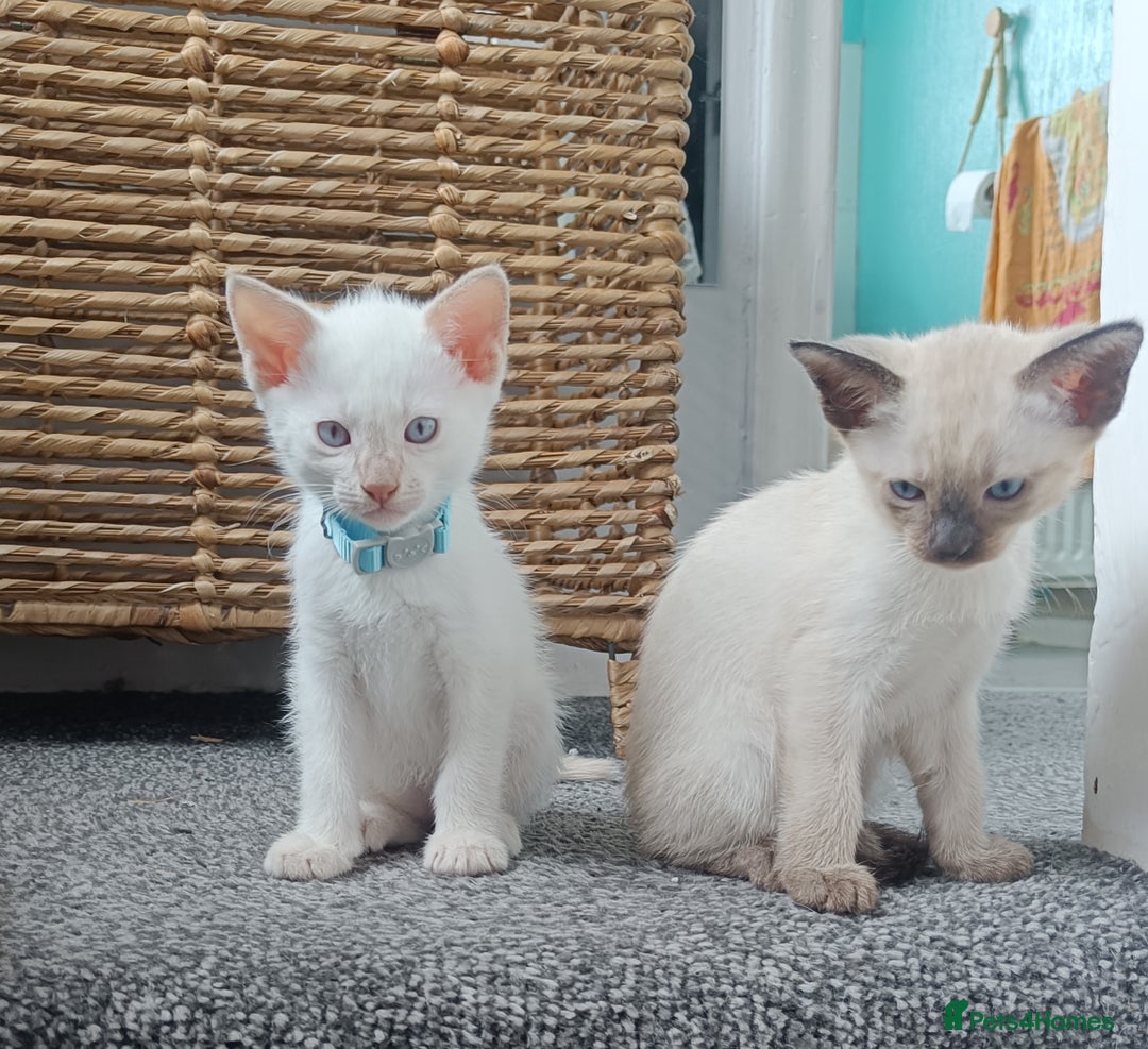 Siamese cats for sale: cuddliest boy ever is looking for home - Image 4