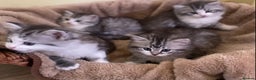 Mixed Breed cats for sale: Beautiful grey fluffy tabby kittens  - Advert 6
