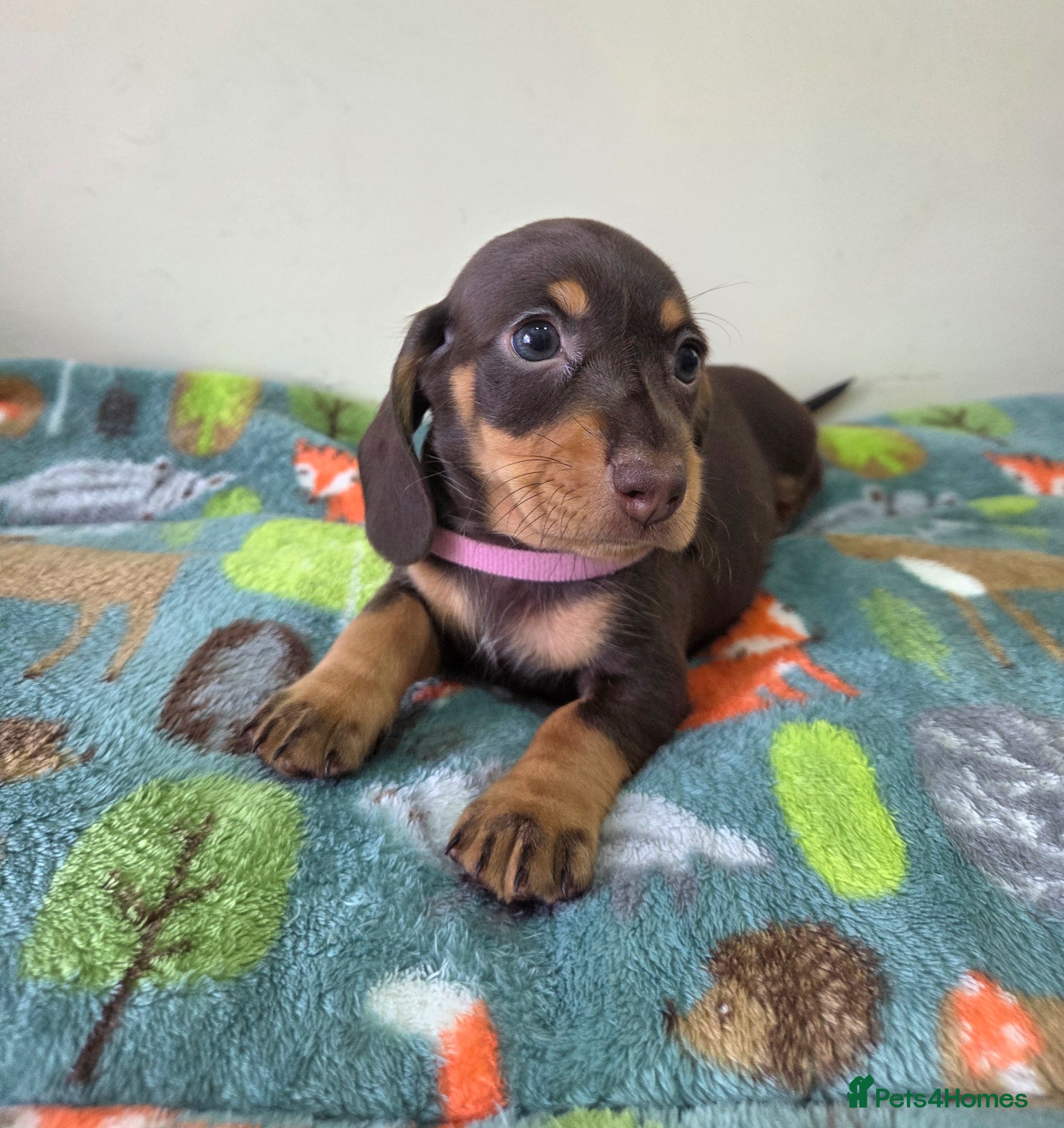 Miniature Dachshund dogs Kc Miniature Dachshund - Advert 10