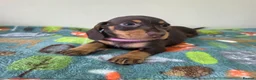 Miniature Dachshund dogs for sale: Miniature Dachshund - Advert 4