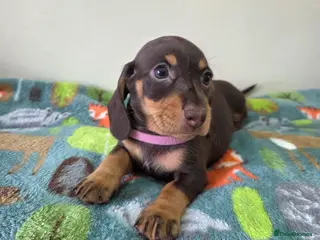 Miniature Dachshund dogs Kc Miniature Dachshund - Advert 3