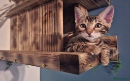 Bengal cats for sale: Show quality pure bengal kittens. - Image 1