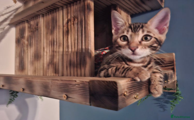 Bengal cats - Advert 2