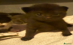 British Shorthair cats for sale: Kittens  - Image 2