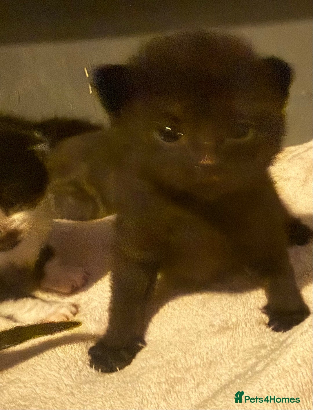 British Shorthair cats for sale: Kittens  - Image 2