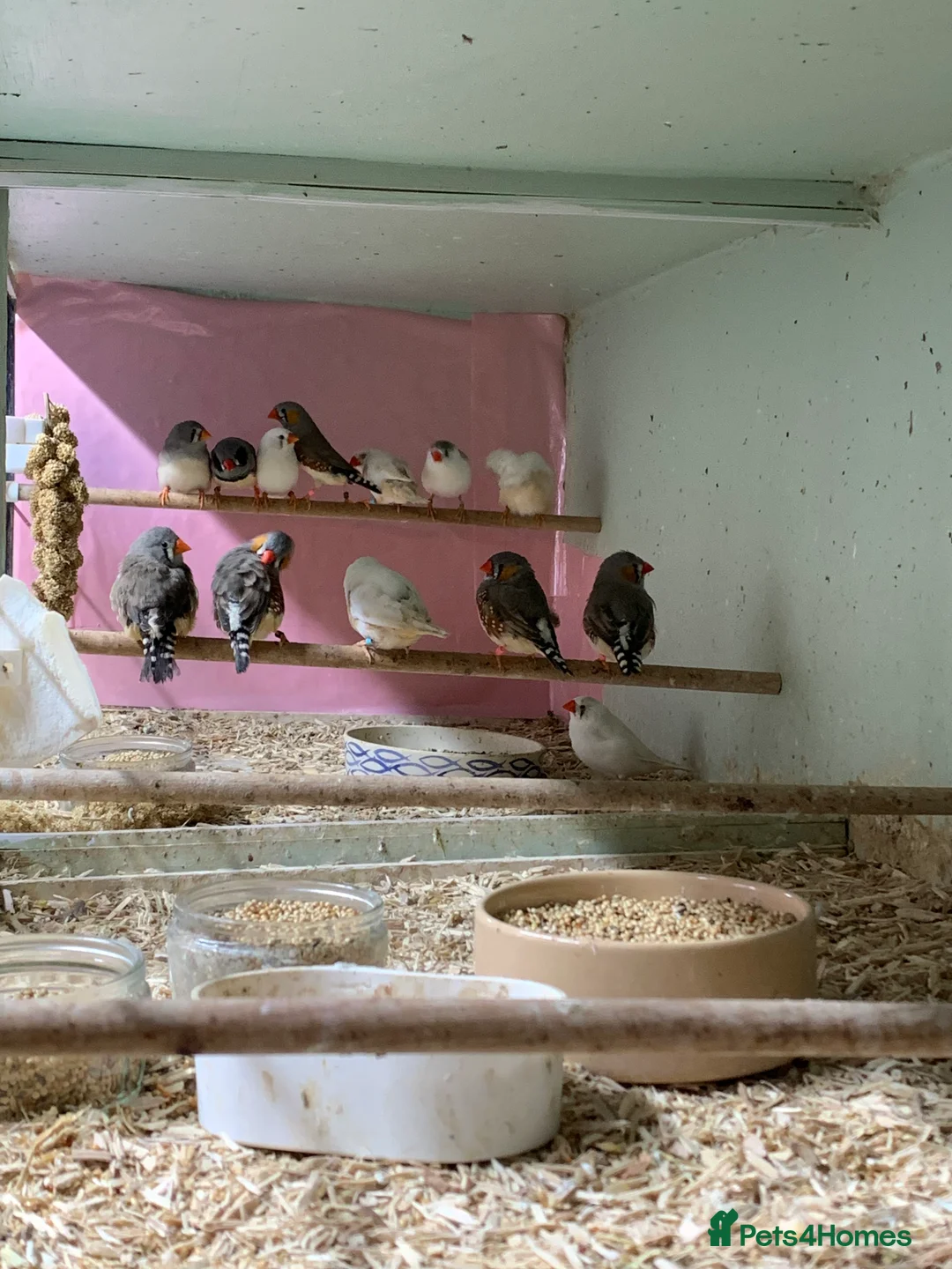 Finches birds for sale: Zebra finches male and female, male diamond dove - Advert 7