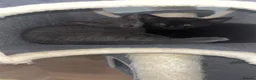 Domestic Shorthair cats for sale: Russian Blue x Domestic Shorthair Kittens - Advert 4
