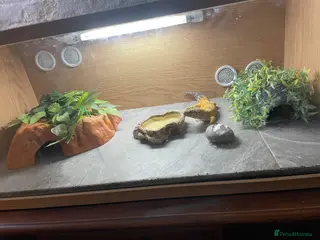 Leopard Gecko reptiles Leopard gecko and full set up - Advert 1