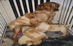 Brittany Spaniel dogs for sale: Brittany pups - Image 2