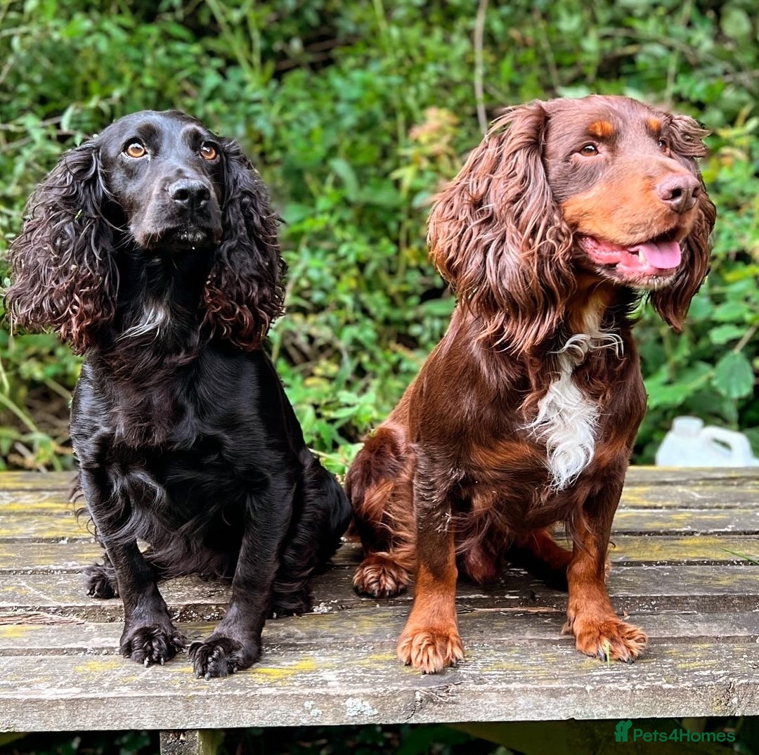 Cocker Spaniel dogs for stud: Health tested. Carries tan. KC reg in Blandford Forum - Image 13