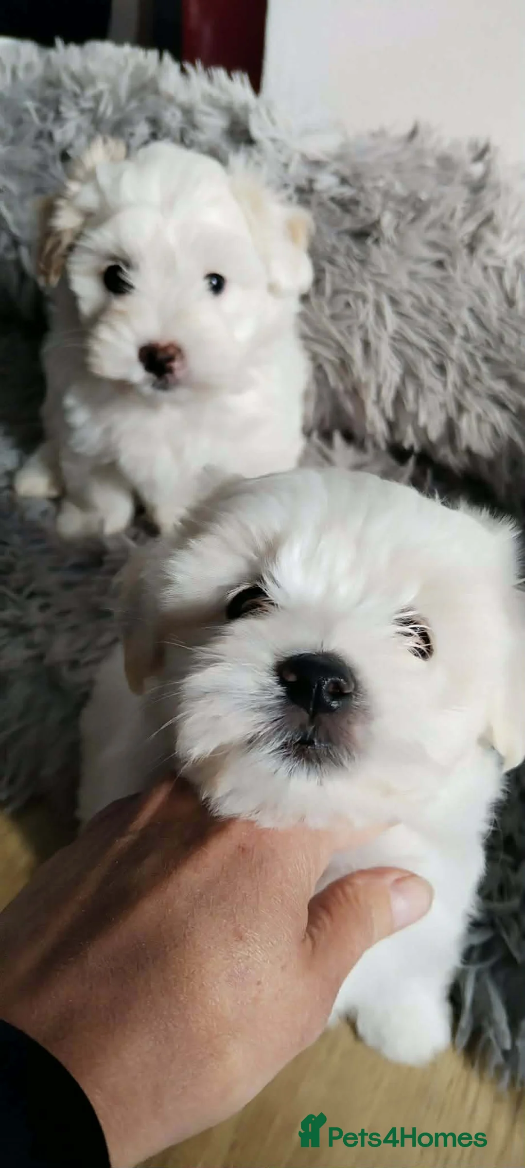 Maltese dogs for sale: 2 GIRLS Gorgeous baby Maltese  in Coventry - Advert 1