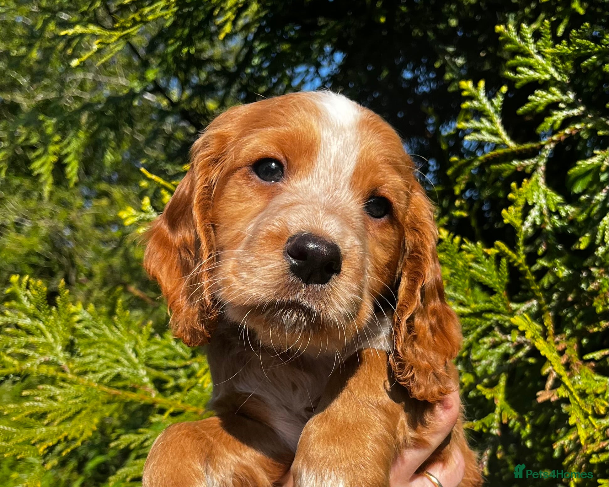 Cocker Spaniel dogs SUPERB KC WORKING COCKERS **HEALTH CHECKED** - Advert 1