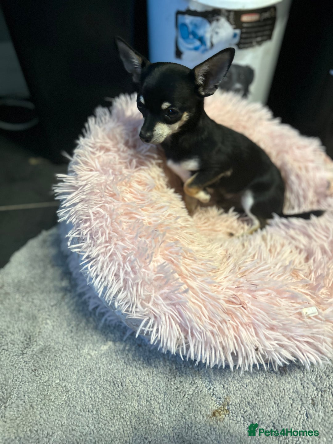 Chihuahua dogs for sale: Male chihuahua  - Image 8