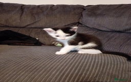 Mixed Breed cats for sale: BSH X Ragdoll - Image 3