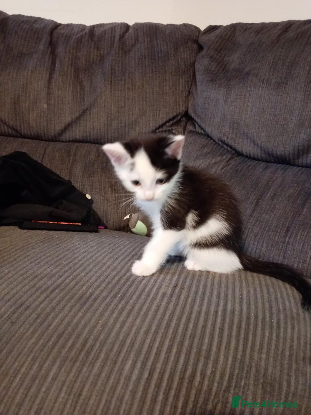 Mixed Breed cats for sale: BSH X Ragdoll - Image 3