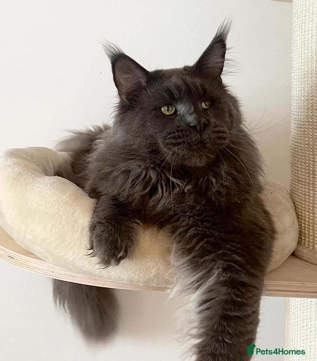 Maine Coon cats for stud: Blue Solid Maine Coon for Stud in London - Advert 2