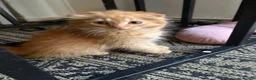 Scottish Fold cats for sale: Scottish fold kittens ready to leave now  - Advert 10