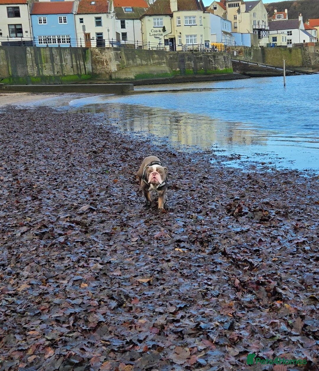 English Bulldog dogs for sale: ENGLISH BULLDOG 1 YEAR REHOME - Advert 1