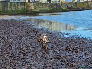 English Bulldog dogs ENGLISH BULLDOG 1 YEAR REHOME - Advert 1