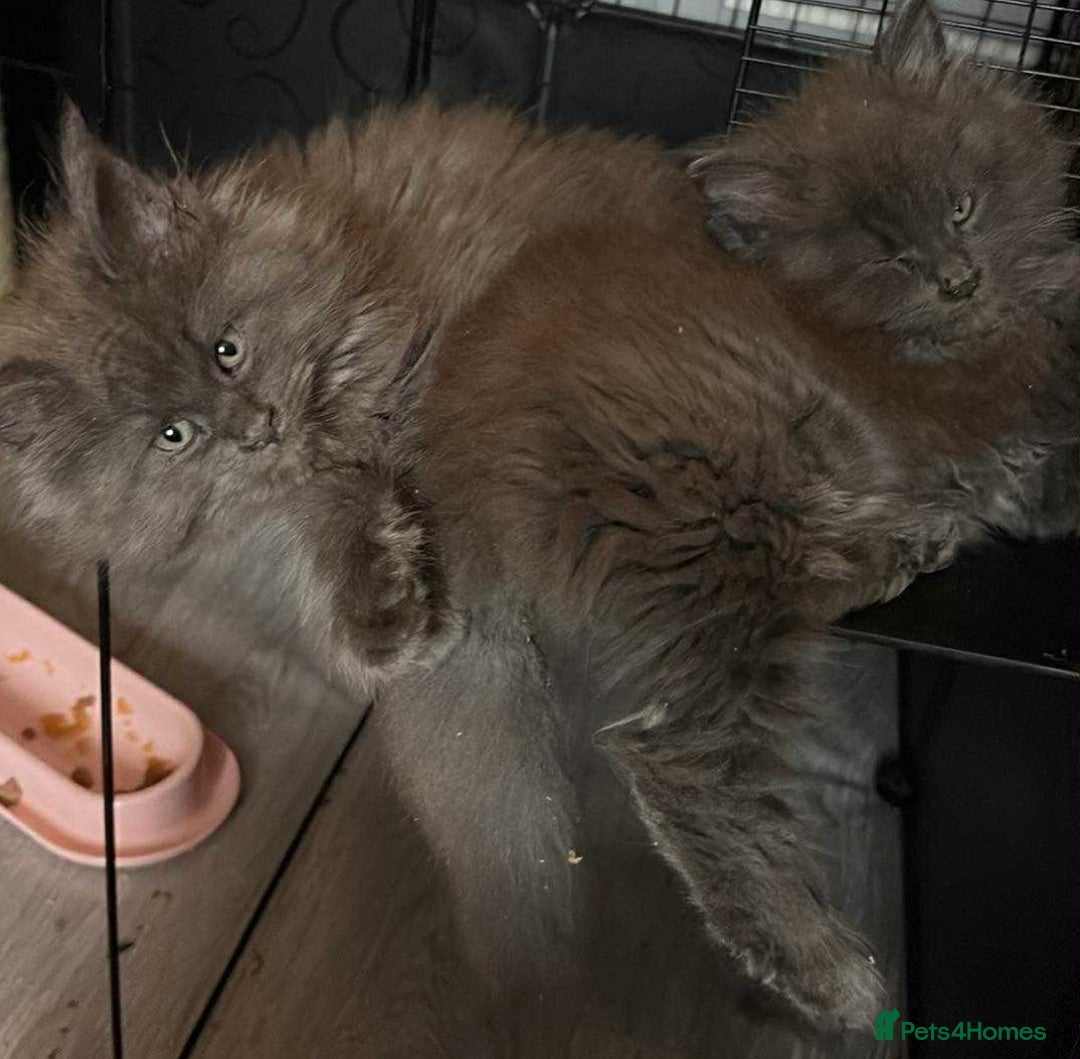 Maine Coon cats for sale: A lovely mc fluffy big solid blue boy - Advert 4