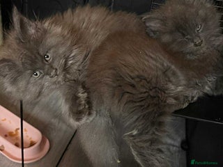 Maine Coon cats 2 lovely fluffy big solid blue boys - Advert 5