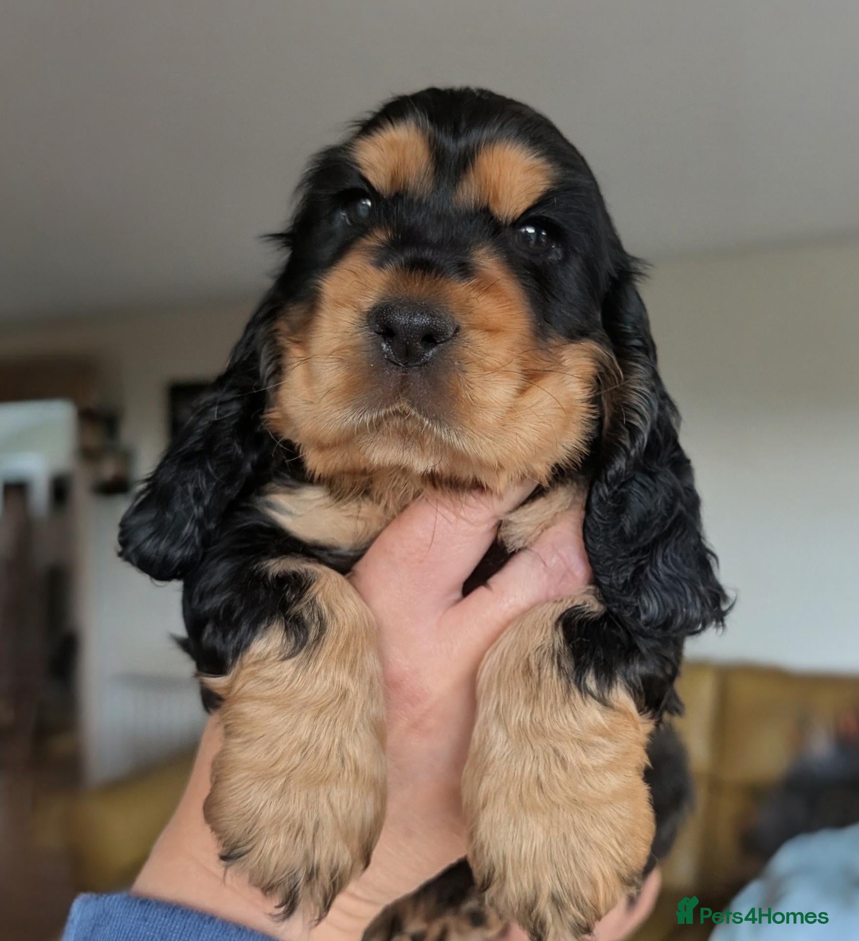 Cocker Spaniel dogs OUTSTANDING ,Pure,KC, Show Type, C/S Puppies - Advert 2