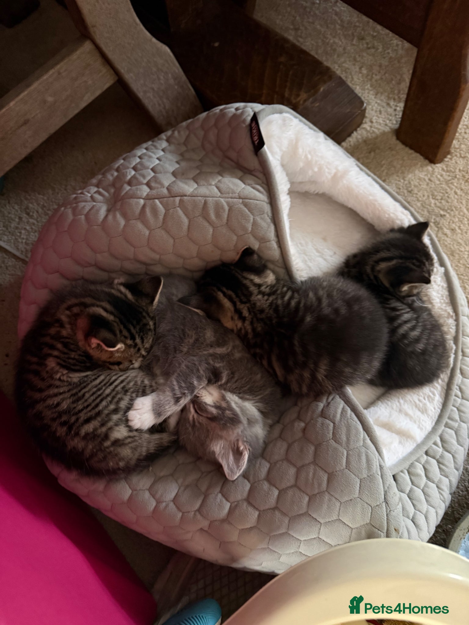 Mixed Breed cats Two female kittens - Advert 1