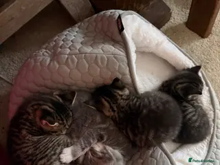 Mixed Breed cats Two female kittens - Advert 1