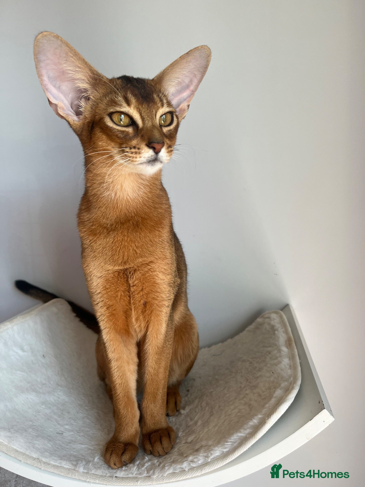 Abyssinian cats Adorable Abyssinian kittens - Advert 2