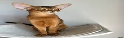 Abyssinian cats for sale: Adorable Abyssinian kittens - Advert 6