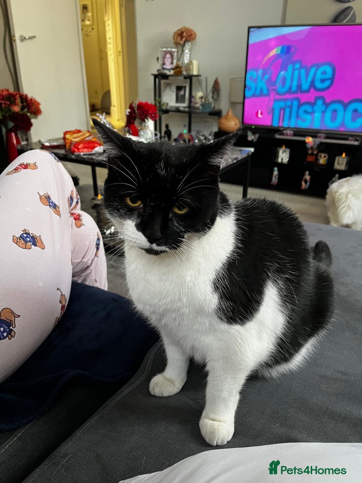 Mixed Breed cats Sweet boy Tommy is looking for a home - Advert 2