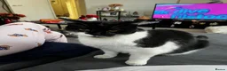 Mixed Breed cats for adoption: Sweet boy Tommy is looking for a home - Advert 1