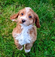 Cockapoo dogs - Advert 15